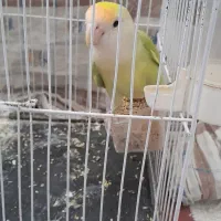 طوطی برزیلی ماده