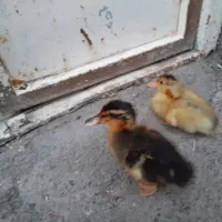 اردک