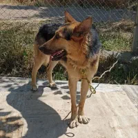 سگ ژرمن شپرد معاوضه تخم گذار