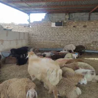 جایگاه مرکزی فروش گوسفند زنده زیر نظر شهرداری