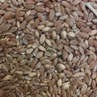 گندم ساجی مخصوص سال پر بارش