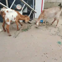 کهره. دوتا ماده