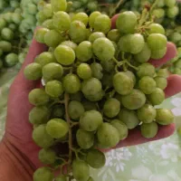 غوره دمبه