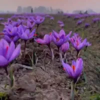 خشکبار زعفران نکوکار