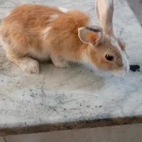خرگوش بازیگوش