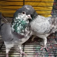 گلین.سیمونی زرهی. فیروزه سرخ.سفید.