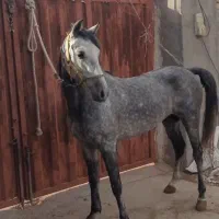 خرید و فروش اسب بارکش