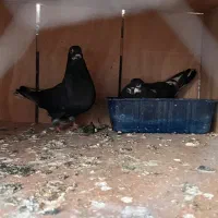کبوتر