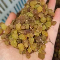 کشمش آفتابی (دوا)