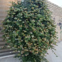 منزل کلنگی سند دار