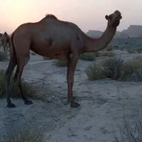 شتر