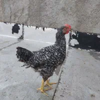خروس و دستگاه جوجه کشی