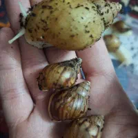 فروش حلزون آلبینوانواع سایز کوچک تا بزرگ  متن آگهی