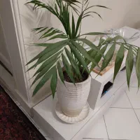 گلدون نخل شامادورا