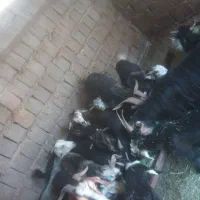 بز بزغاله