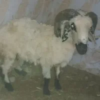 بره|حیوانات مزرعه|ماهان, |دیوار