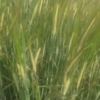 فروش جو(آرپا) کیلو ۵۰ تومن