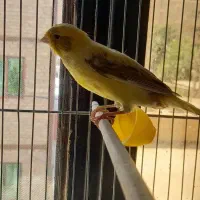قناری ماده گلدین فنچ
