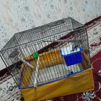 فنچ