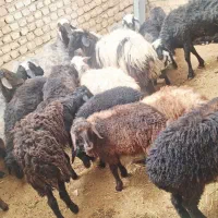 بره میش  قوچ