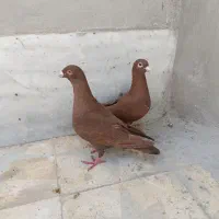 کبوتر کفتر سرخ