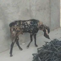 پارن تکاوری هیکلی