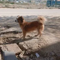 فروشی