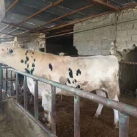 گوساله نر گوشتی