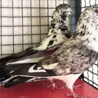 کفتر سوسکی گم شده