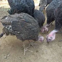 بوقلمون