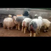میش|حیوانات مزرعه|اردل, |دیوار