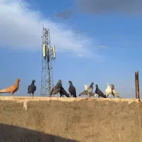 تیپ چاشنی و شب بازی