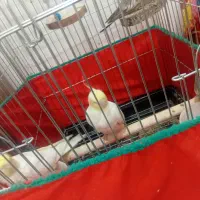 پرنده عروس هلندی