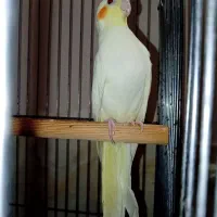 جوجه عروس هلندی نر لوتینو دستی چشم شرابی