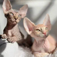 گربه اسفینکس بلو ‌وصورتی نر