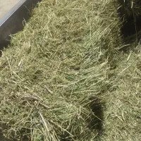 با سلام یونجه پرسی چین ۲ با کیفیت بالا