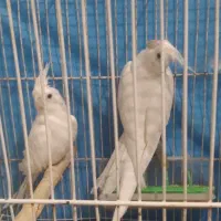 عروس چشم شرابی مفت