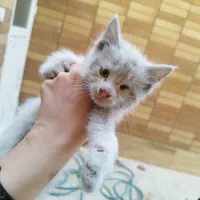 بچه گربه دوست داشتنی
