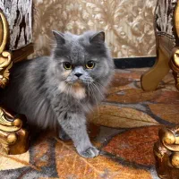 گربه ،اسکاتیش،