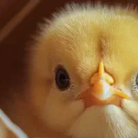 فروش جوجه یک روزه گوشتی با بهترین برند و تضمینی