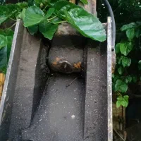 بیل بهکو|خودرو سنگین|علی‌آباد کتول, |دیوار