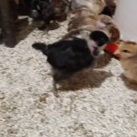جوجه گردن لختی، جهادی، بلک استار، سلطان