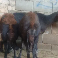 میش افشار چاق