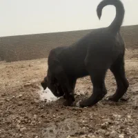 توله سگ بلک