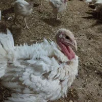 جوجه بوقلمون ۲ ماهه