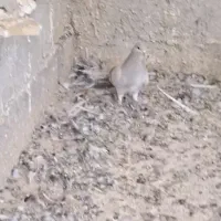 کبوتر شهری سوسنی