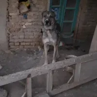 سرابی عراقی