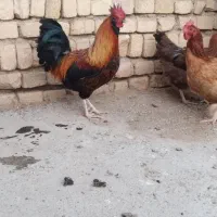 خروس گلین