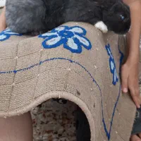 خرگوش نربالغ دستی زبروزرنگ وسالم