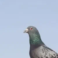 کبوترمگس
